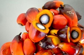 Масло пальмоядровое