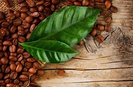Масло жареных зёрен колумбийского кофе